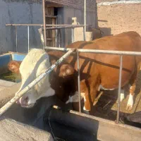 یک گاو ماده ده روز مانده به زایمانش شکم اول