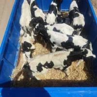 گوساله نر شیری