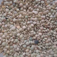 عدس تازه محلی زود پز