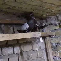 کفتر|پرنده|شاهنجرین, |دیوار