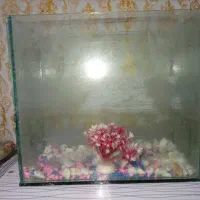 اکواریوم