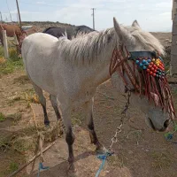 اسب مادیان