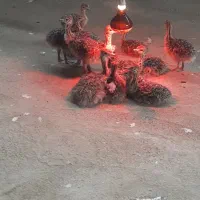جوجه. شترمرغ