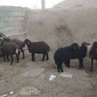 سه عدد میش زایده جوان