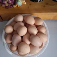 تخم مرغ محلی