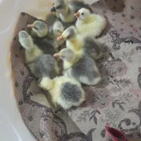 فروش بچه غاز