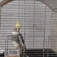 عروس هلندی زیبا کاکل طلایی رنگ خاص ارزان