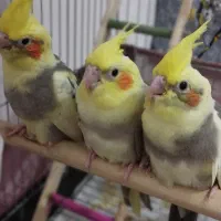 عروس هلندی