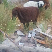 بره سبک وزن مناسب