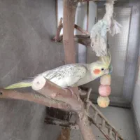 طوطی برزیلی وطوطی عروس