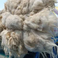 پشم گوسفندی