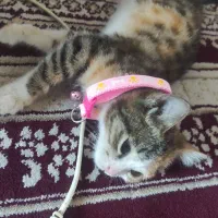 گربه