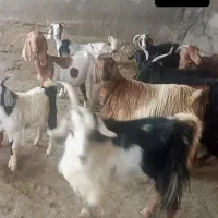 ۷راس بز و بی یکی آبستن ۲بز خشک