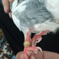 پرنده|پرنده|برخوار, |دیوار