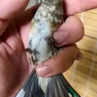 جوجه سهره