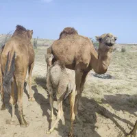 فروشی|حیوانات مزرعه|میناب, |دیوار