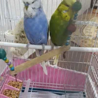 جفت مرغ عشق انگلیسی مولد