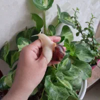 حلزون آلبینو آچاتینا