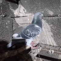 کفتر|پرنده|شوشتر, |دیوار