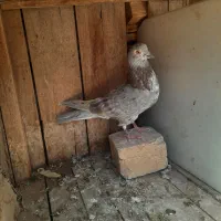 کبوتر گرفتنی