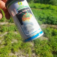 نهال گوجه.