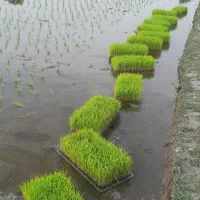 نشاء برنج هاشمی و علی کاظمی  (توم)
