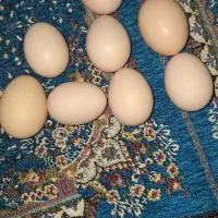 تخم مرغ محلی کاملان اورگانیک
