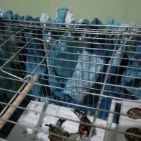 سهره نر و ماده قناری فنچ گلبسر طوطی مرغ مینا