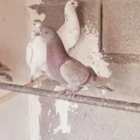 کبوتر
