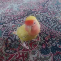 طوطی کوتوله برزیلی