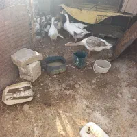 غاز آگهی را کامل بخوانید