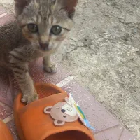 بچه گربه ملوس