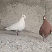 کبوتر