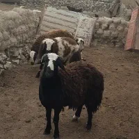 بره نر قربانی