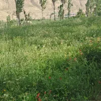 زمین  فروش فوری