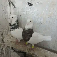 کبوترجفت طوق