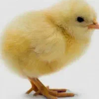 جوجه محلی