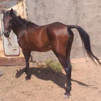 اسب
