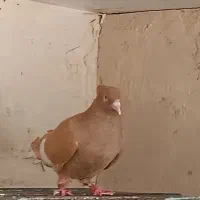 کبوتر دم سفید
