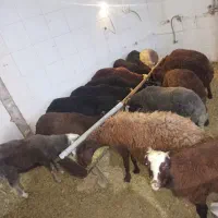 بره نر افشاری کم دنبه