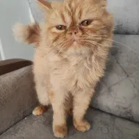 گربه سوپر فلت