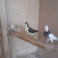 کفتر بوم