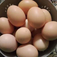 تخم مرغ محلی