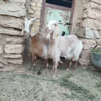 بز داشتی
