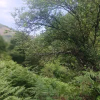 باغ  ویلا  سرعین.اداره  دارایی
