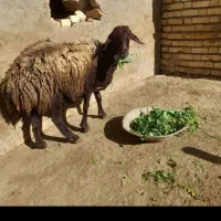 فروش گوسفند