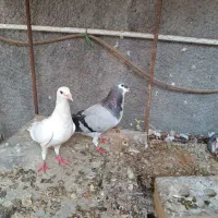 کبوتر فروشی