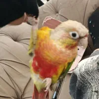 طوطی گرینچیک گمشده