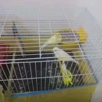 قناری نر و ماده