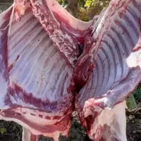 قصابی سیارگاووگوسفند،بز ،بره مکان مشتری